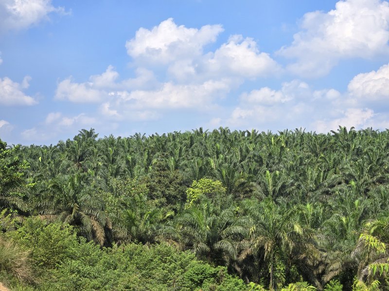 インドネシアのパーム農園