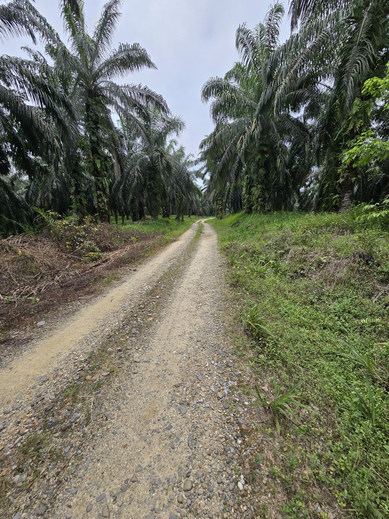 パーム農園に隣接する小道